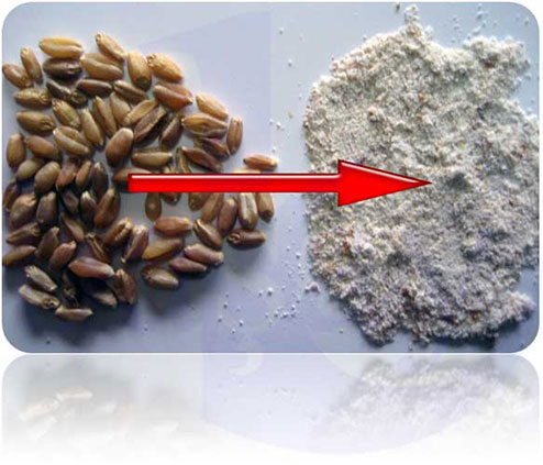 Sample Whole Wheat Flour