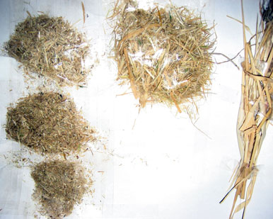 Crushed Hay